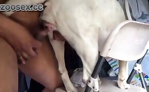 gay bestiality, beastiality videos
