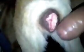 Flagras amadoras com a morena coroa de shortinho em cima da cama de ladinho mostrando o bundo - guy fucks animal, zoophilia fuck porn