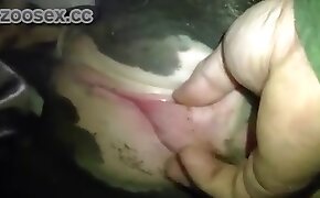 zoophilia fuck porn, dog bestiality