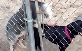 dog bestiality, horny